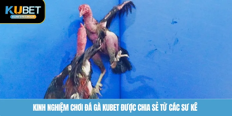 Kinh nghiệm chơi đá gà KUBET77 được chia sẻ từ các sư kê 