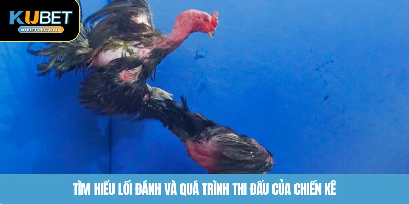 Tìm hiểu lối đánh và quá trình thi đấu của chiến kê